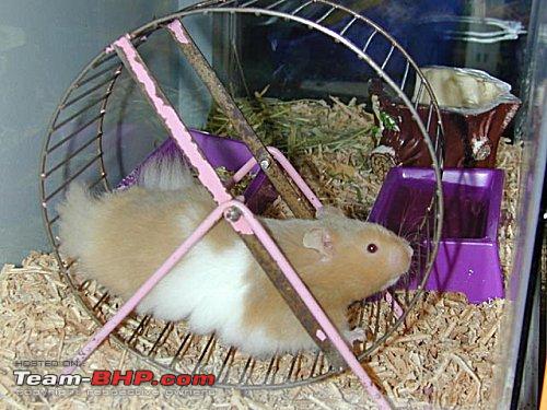 gerbil-in-wheel.jpg